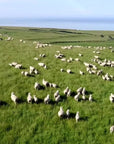 Wisewool™ Cloud Wool - Refill Pack