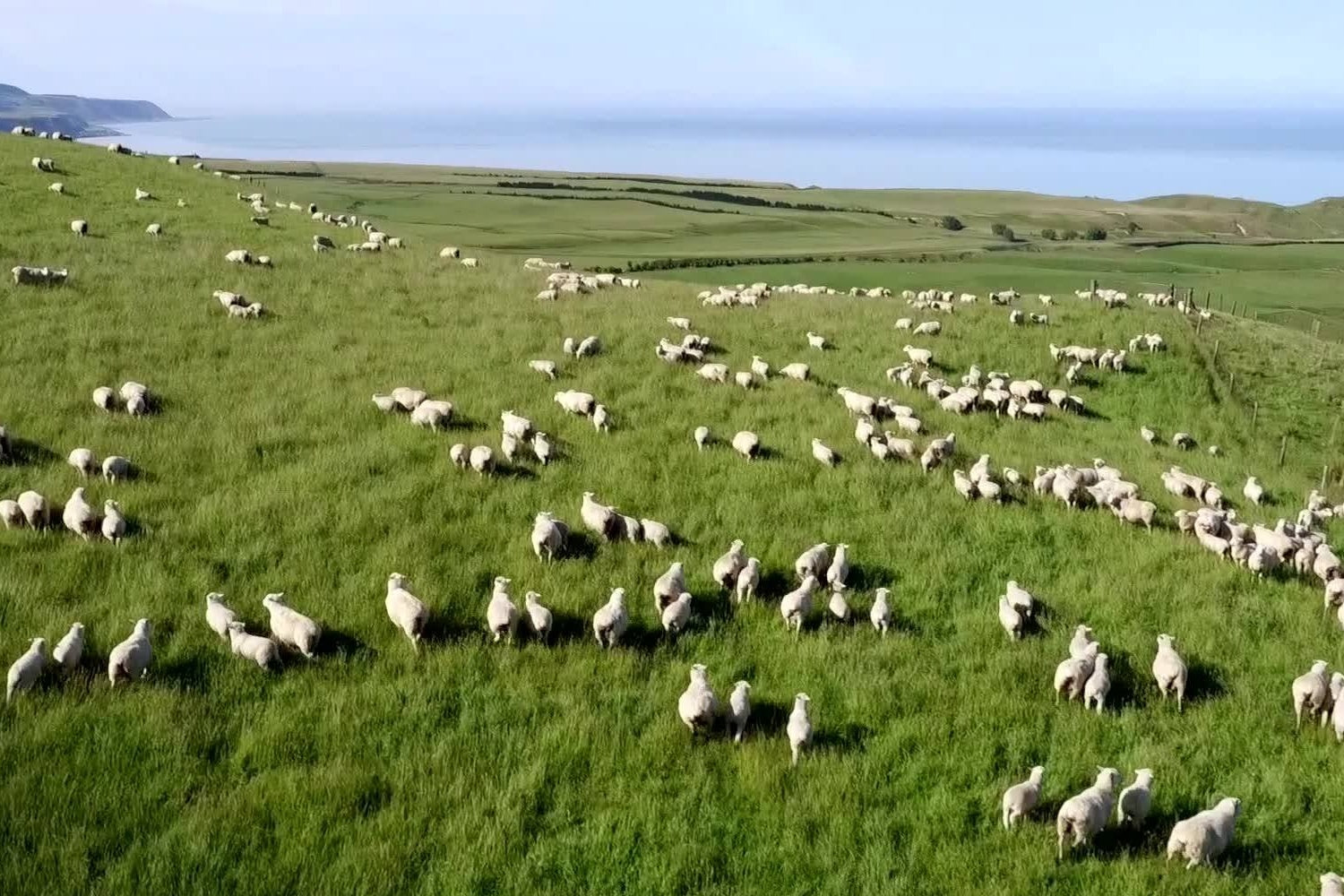 Wool Duvets