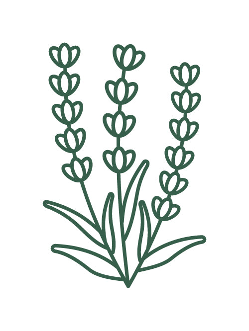 Graphic of a Lavender Bush