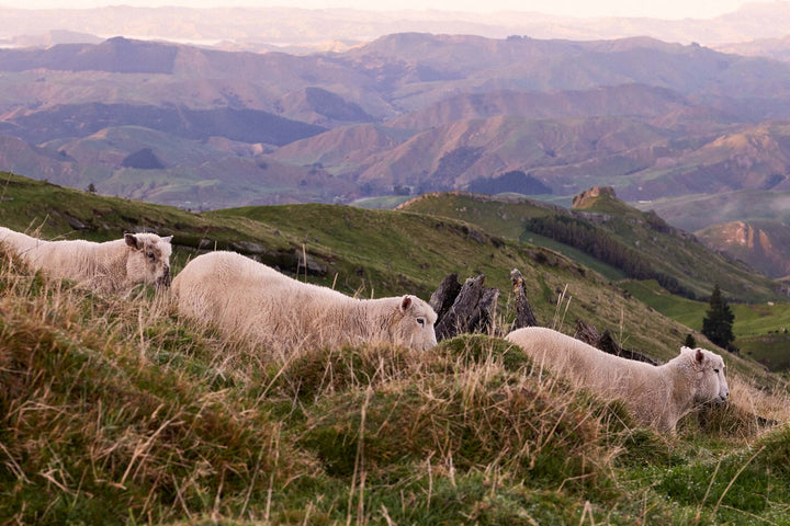 3 sheep on a lush New Zealand hillside