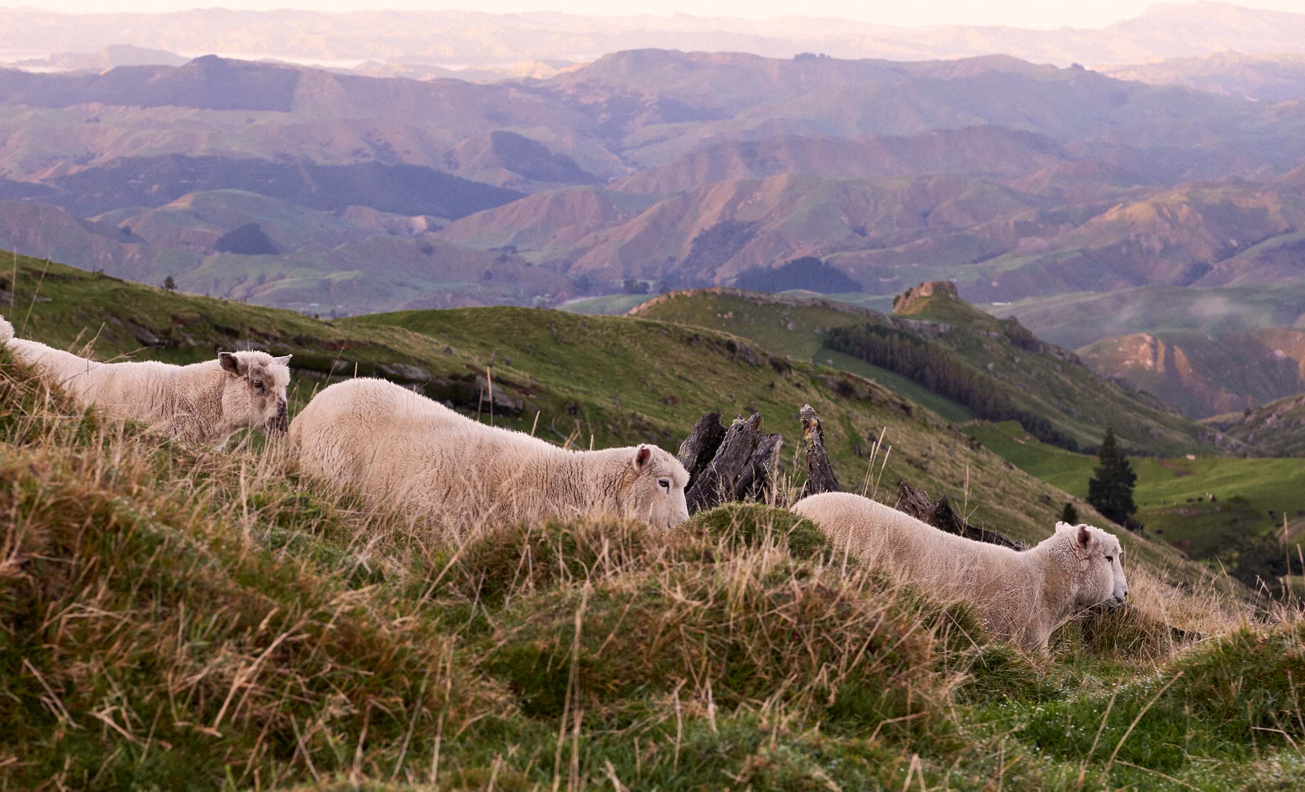 A flock of sheep roaming lush grass hills in New Zealand