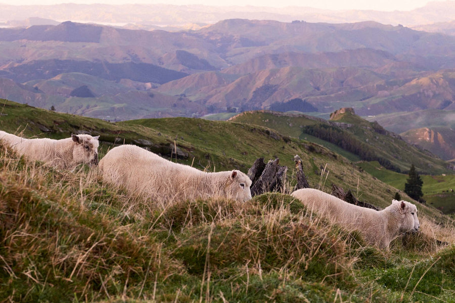 A Flock of Sheep Roaming The Lush Green Hills of New Zealand Where 100% Pure NZ Wool is Produced